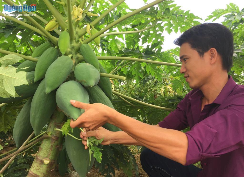 Anh Lê Minh Bảy kiếm cả trăm triệu đồng mỗi năm nhờ làm lùn cây đu đủ.
