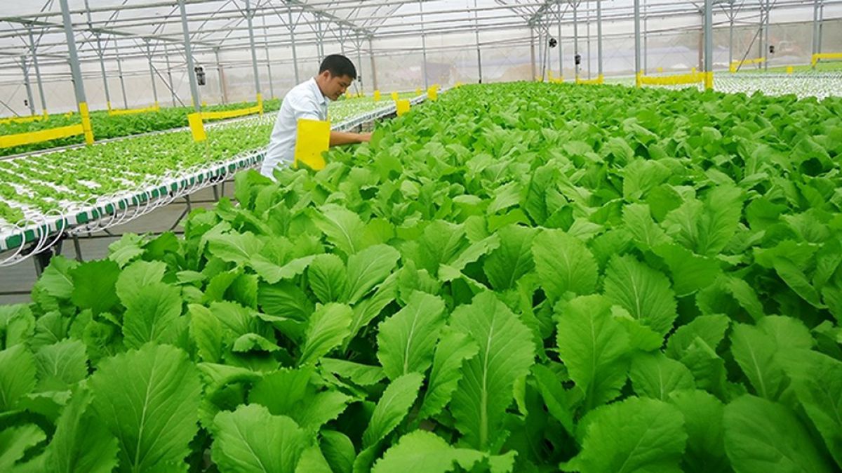 Chính sách mới đang tạo chỗ đứng cho các sản phẩm nông nghiệp hữu cơ