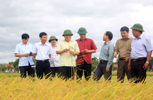 Ông Hà Sỹ Đồng – Phó Chủ tịch UBND tỉnh Quảng Trị (thứ 3 từ trái sang, hàng đầu) kiểm tra và đánh giá cao hiệu quả dồn điền đổi thửa, trồng lúa hữu cơ ở Triệu Phong. Ảnh: Tiến Nhất