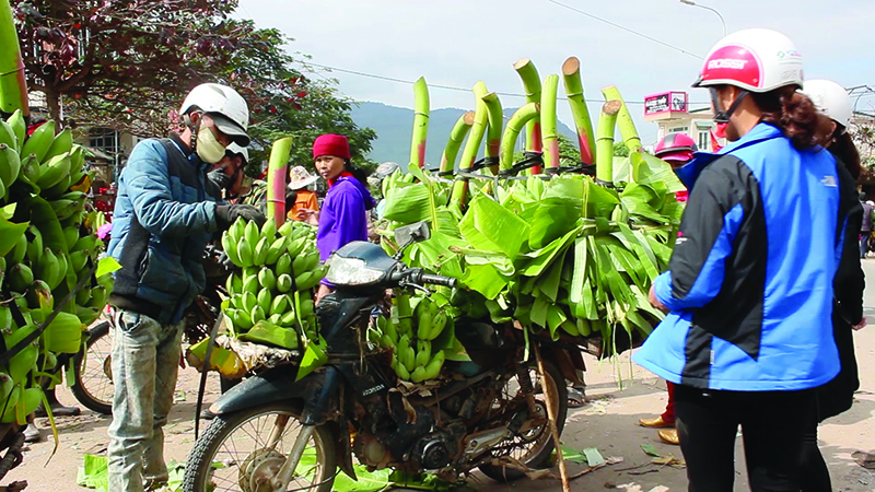 Cây chuối mang lại nguồn thu nhập cao cho người dân xã Tân Long