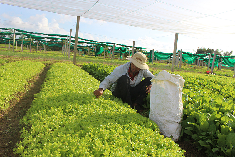 Người dân tập trung canh tác mô hình trồng rau an toàn trong nhà lưới tại HTX Nại Cứu