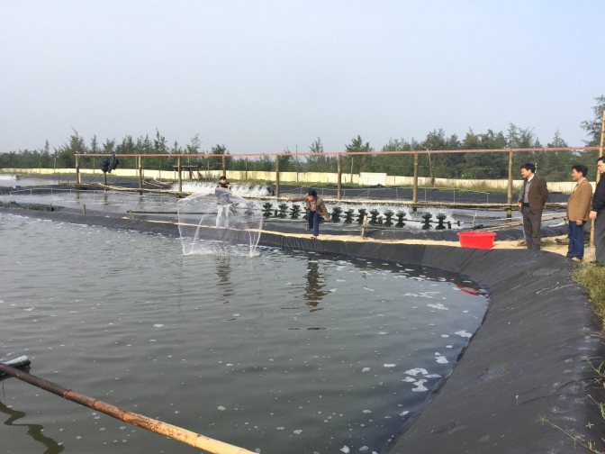 Kiểm tra thực tế dự án nuôi tôm theo công nghệ biofloc tại 02 xã Triệu Vân và Vĩnh Thái