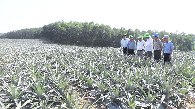 Mô hình trồng dứa nguyên liệu do nông dân Triệu Ái tham gia thực hiện có nhiều triển vọng​