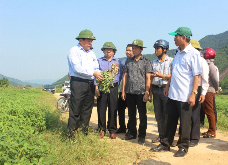 Bí thư Tỉnh ủy Nguyễn Văn Hùng đến thăm mô hình trồng lạc giống tại xã Triệu Nguyên