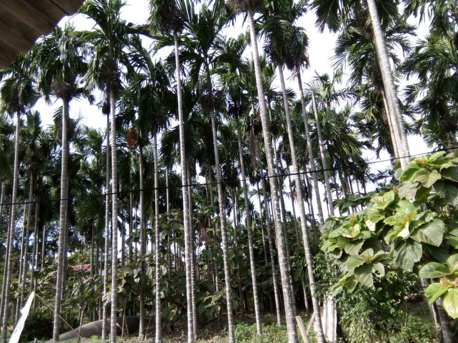 Vườn cau của ông Đào Xá, thôn Bích Khê, xã Triệu Long, huyện Triệu Phong