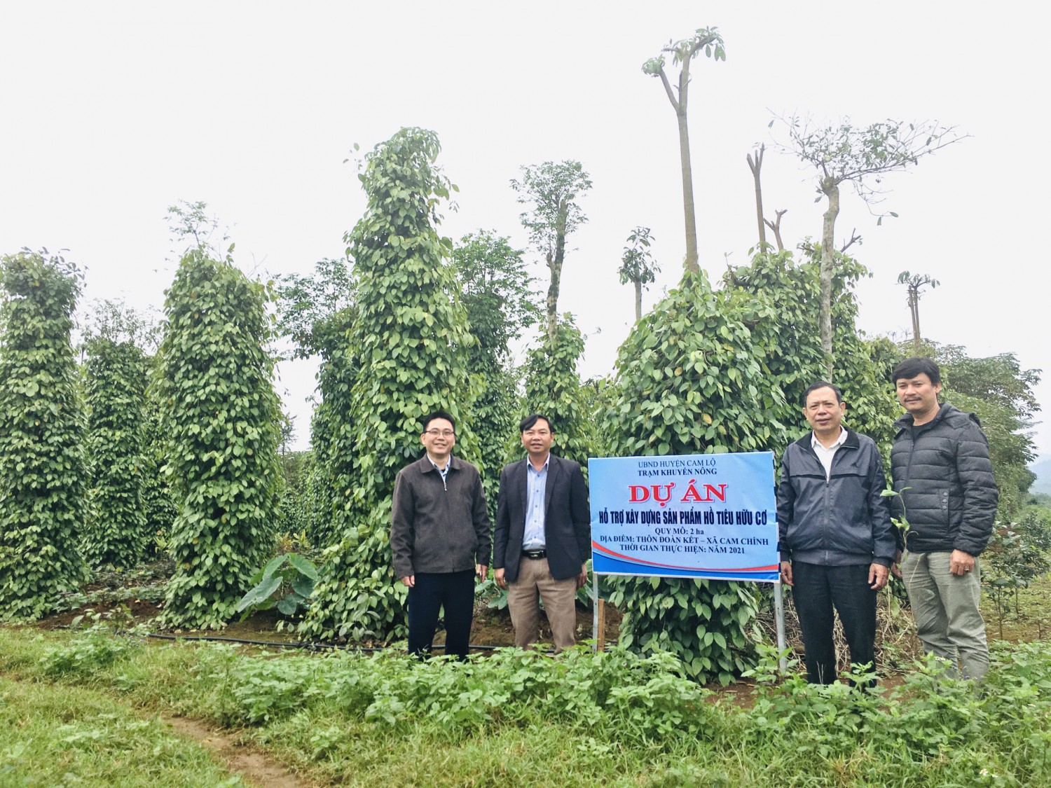 Dự án trồng tiều hữu cơ tại xã Cam Chính