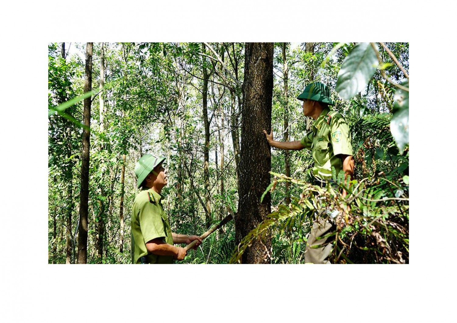 Lực lượng Kiểm lâm kiểm tra rừng trồng theo hướng kinh doanh gỗ lớn