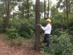 Ông Lê Biên Hoà, đo đường kính cây gỗ rừng trồng cấp chứng chỉ FSC, ảnh Trần Phước Lâm.