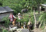 Người dân Đakrông vay vốn chăn nuôi