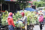 Cây chuối mang lại hiệu quả kinh tế cao ở Hướng Hóa