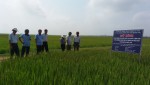 Mô hình sản xuất lúa chất lượng cao của HTX Thủy Ba Tây, xã Vĩnh Thủy