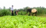 Mô hình trồng rau sạch ở HTX Tân An, xã Vĩnh Hiền
