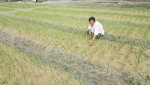 Mô hình trồng thử nghiệm cây tỏi tím trên đất cát tại xã Trung Giang, Gio Linh
