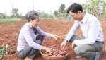Nông dân xã Tân Hợp thu hoạch khoai lang Nhật Bản​