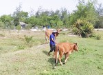 Mỗi hộ dân ở Hải An, Hải Lăng được hỗ trợ 2 con bò cái để nuôi sinh sản​