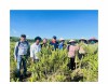 HTX Dược liệu Trường Sơn đã liên kết được 300 hộ dân của xã Cam Thành và Cam Thuỷ xây dựng vùng nguyên liệu rộng 30ha để trồng các loại cây dược liệu.