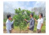 Phát triển mô hình trồng cây ăn quả có múi tại thị trấn Bến Quan, huyện Vĩnh Lin