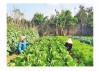 Mô hình trồng rau sạch ở xã Hướng Tân, huyện Hướng Hóa còn nhỏ lẻ, chưa có sự liên kết trong tiêu thụ sản phẩm