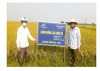Sản xuất lúa hữu cơ tại HTX sản xuất kinh doanh dịch vụ tổng hợp Văn Quỹ, xã Hải Phong, huyện Hải Lăng