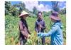 Nhờ mượn đất trồng sắn, nhiều hộ dân bản Hà Lệt, xã Tân Thành, huyện Hướng Hóa đã thoát nghèo
