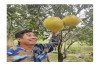 Ông Lê Quang Thạnh thôn Nam Chánh, xã Hải Chánh thu hoạch bưởi diễn trong vườn mẫu