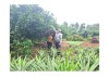 Vợ chồng ông Dương Văn Thọ ở thôn Hương Nam chăm sóc vườn cây ăn quả của gia đình
