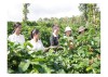 Hợp tác xã Nông sản Khe Sanh (huyện Hướng Hóa) phát triển mô hình trồng cà phê theo hướng hữu cơ