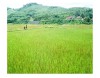 Mô hình trồng lúa nếp than đang được nhân rộng ở xã A Ngo
