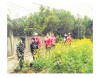 Một tuyến đường hoa do hội viên phụ nữ thực hiện tại xã Vĩnh Lâm, huyện Vĩnh Linh -Ảnh do cơ sở cung cấp