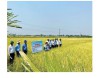 Mô hình sản xuất lúa theo tiêu chuẩn VietGAP tại huyện Triệu Phong