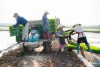 Tổng công ty Thương mại Quảng Trị  triển khai cấy lúa tại Xuân Hòa, Gio Linh, Quảng Trị