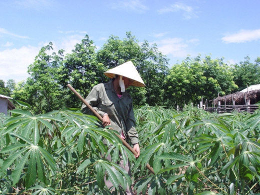 Đa dạng hóa cây trồng ở miền Tây Gio Linh