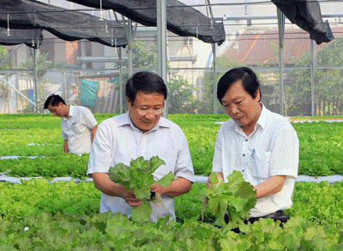 Ông Hà Sỹ Đồng - Phó Chủ tịch UBND tỉnh Quảng Trị (trái) thăm mô hình trồng rau công nghệ cao của HTX Nông nghiệp công nghệ cao Nguyên Khang - Hải Lăng garden. ảnh: Ngọc Vũ