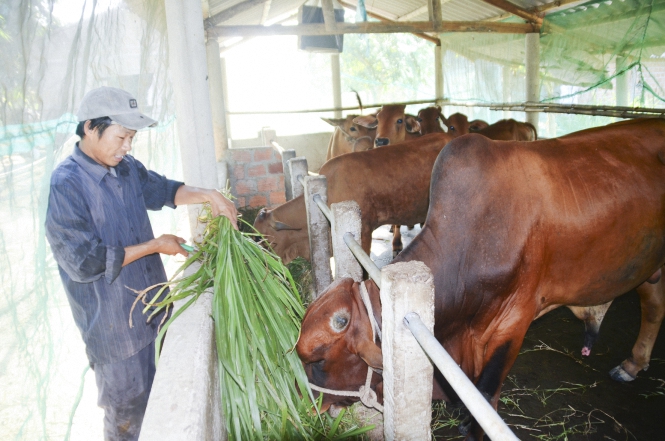 Mô hình nuôi bò lai nhốt chuồng ở huyện Hải Lăng