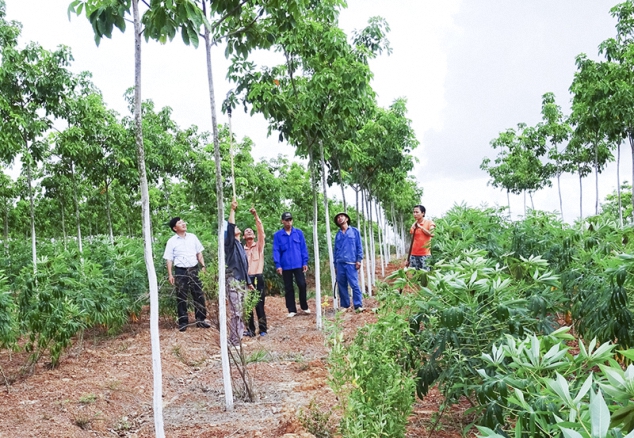 Chăm sóc cây cao su tiểu điền tại xã Vĩnh Thủy (Vĩnh Linh)