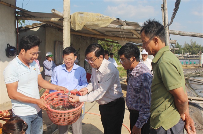 Chủ tịch UBND tỉnh Quảng Trị Nguyễn Đức Chính thăm mô hình nuôi tôm 2 giai đoạn của anh Hoàng Thế Vinh.