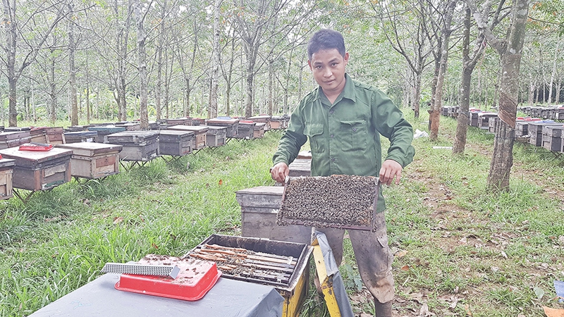 Chăm sóc đàn ong mật