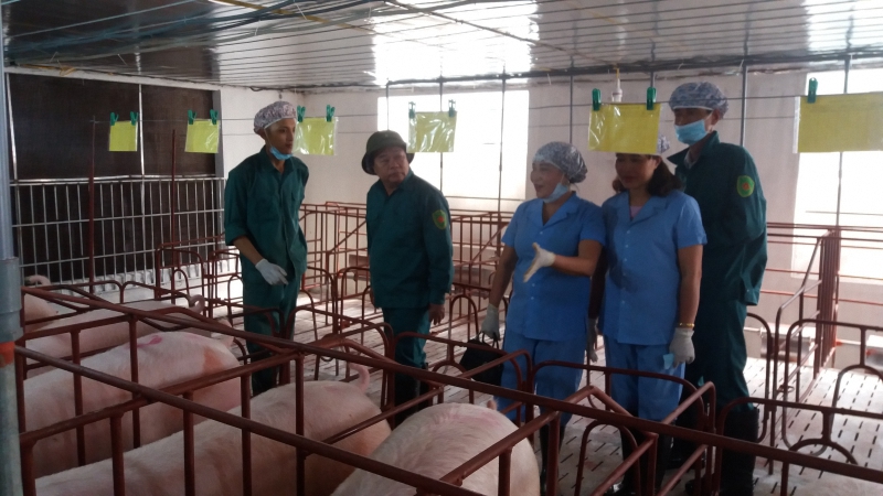 Mô hình nuôi lợn ứng dụng công nghệ cao ở Vĩnh Linh