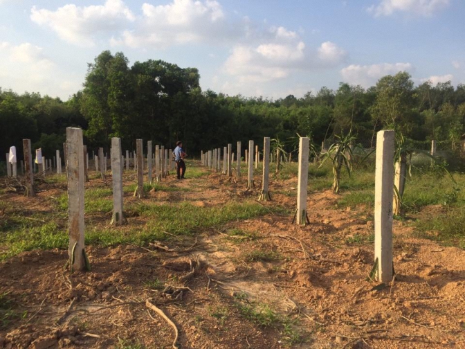 Mô hình trồng chuyên canh cây thanh long ruột đỏ theo công nghệ mới ở xã Vĩnh Thủy, huyện Vĩnh Linh