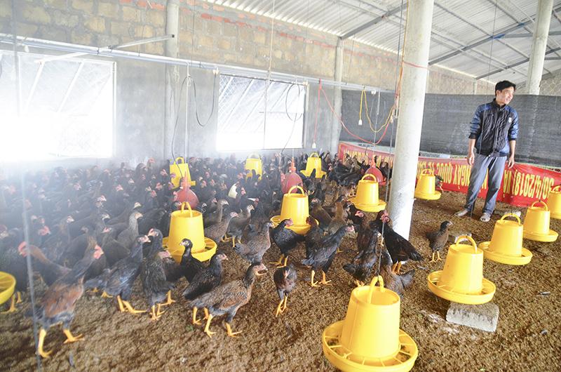 Mô hình nuôi gà đạt hiệu quả kinh tế cao của một gia đình ở xã Hải Khê, Hải Lăng​