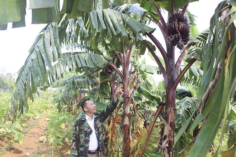 Những buồng chuối Dacca đầu tiên trong vườn của anh Nguyễn Quang Long chuẩn bị cho thu hoạch​