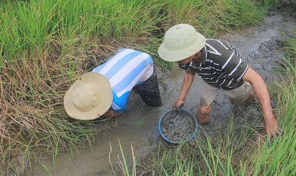Nông dân Quảng Trị đánh bắt tôm cá ngay trên ruộng lúa hữu cơ