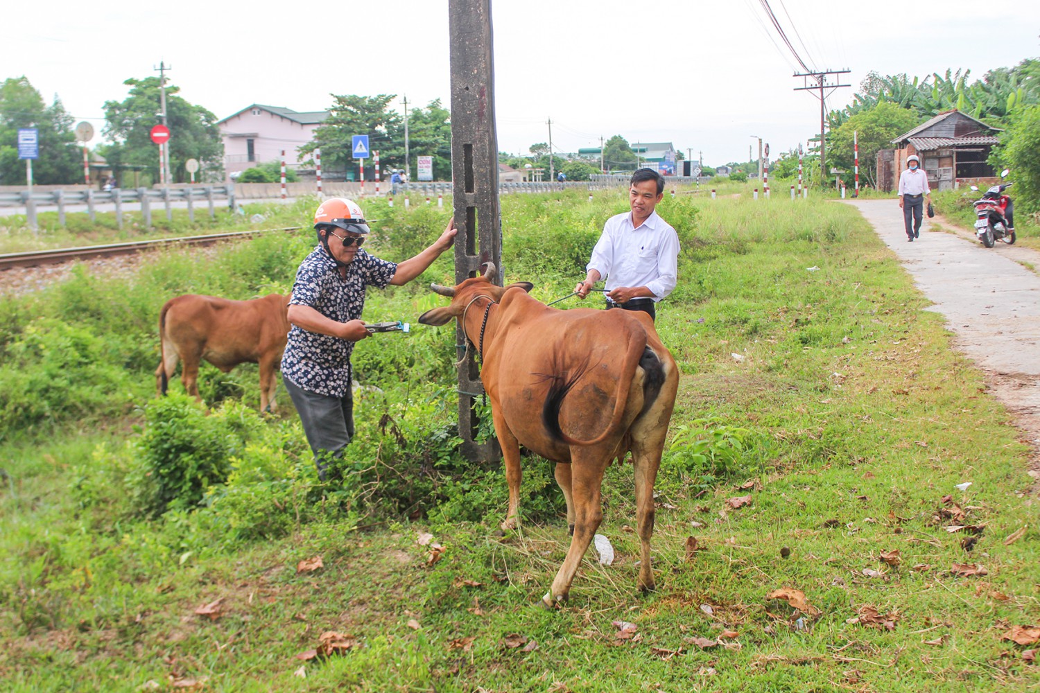 GCS tài trợ dự án Ngân hàng bò tại xã Hải Phú, huyện Hải Lăng