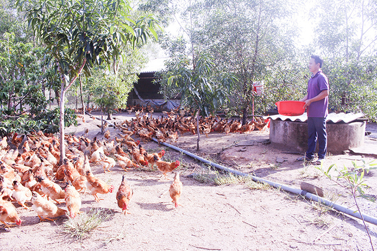 Chăn nuôi gà an toàn sinh học tại Tổ hợp tác chăn nuôi gà Cùa, xã Cam Chính, Cam Lộ​