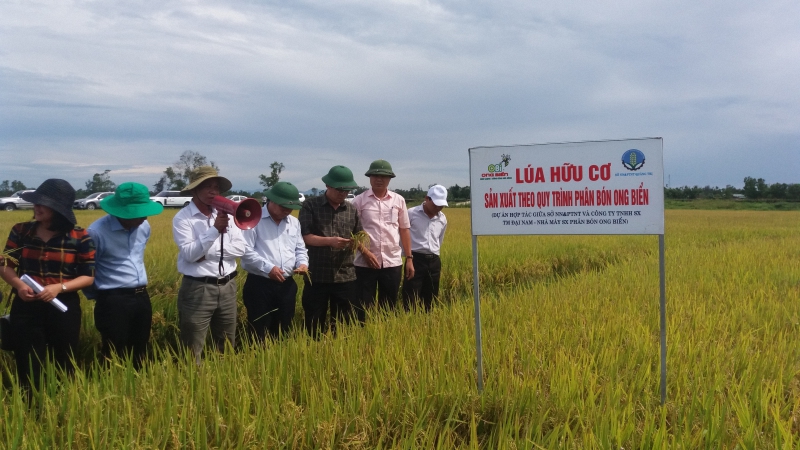 Mô hình sản xuất lúa hữu cơ ở HTX Phước Thị, xã Gio Mỹ
