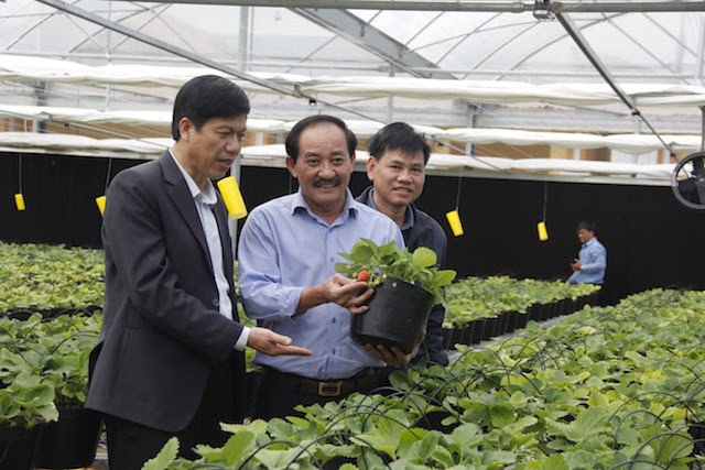 Mô hình ứng dụng khoa học công nghệ trồng dâu tây ở Đèo Sa Mù
