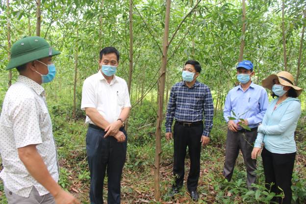 Lãnh đạo tỉnh kiểm tra mô hình trồng rừng gỗ lớn JPG