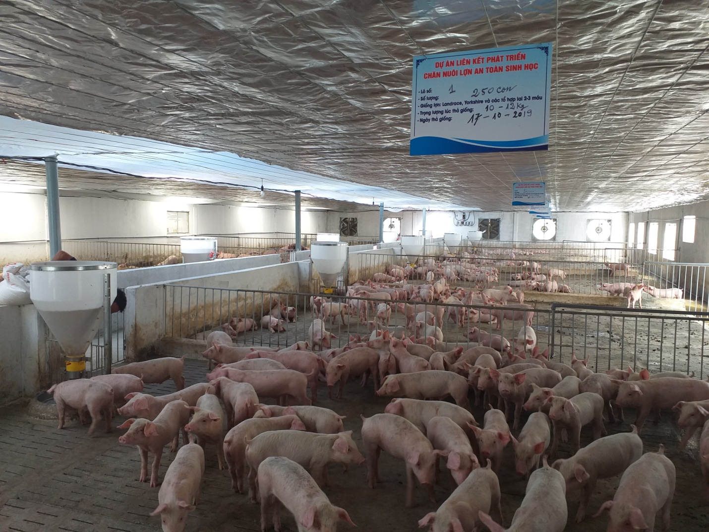 Mô hình nuôi lợn an toàn sinh học tại xã Triệu Trạch