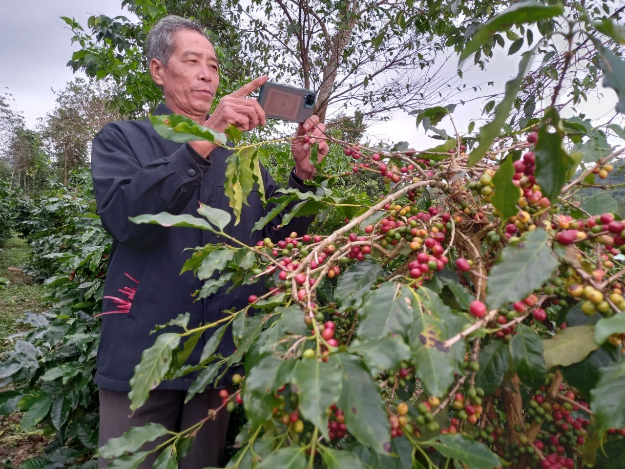 Ông Nguyễn Hữu Minh, thôn Phùng Lâm đã biết sử dụng điện thoại thông minh để chụp, quay lại các sản phẩm nông nghiệp để quảng bá trên facebook - Ảnh: Bảo Nghi