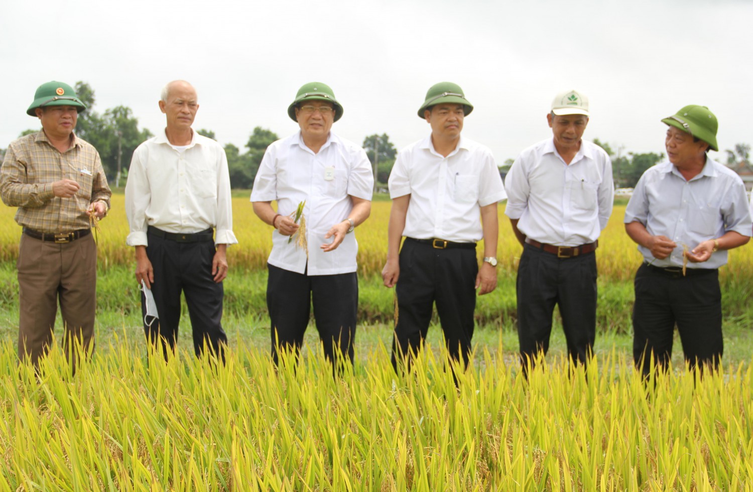 Lãnh đạo tỉnh và huyện kiểm tra mô hình lúa chất lượng cao ở Triệu Trạch